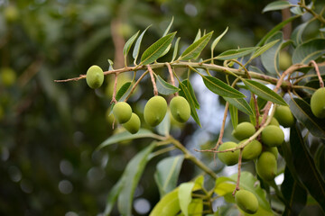 Close up of mangoes on a mango tree