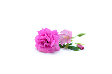 Obraz na płótnie Canvas Pink of Damask Rose flower on white background. (Rosa damascena)