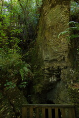 Ruakuri Bushwalk near Waitomo in Waikato region on North Island of New Zealand 
