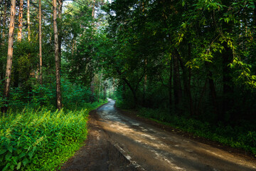 Road through beautiful and wild forest