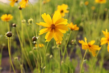 한국 경기도 시흥시 갯골생태공원 입니다