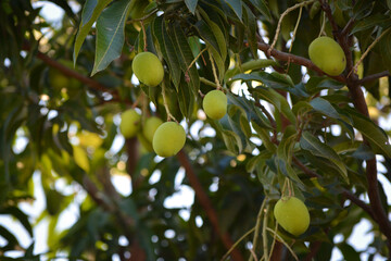 Close up of mangoes on a mango tree