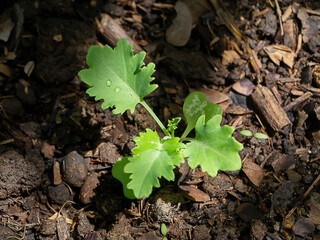 Close up Growing Kale Seedlings