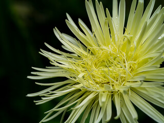 Close up white  gerbera daisy in the garden