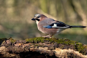 Eurasian jay ,,Garrulus glandarius,, in Danube wetland forest in spring sunny day, Slovakia, Europe