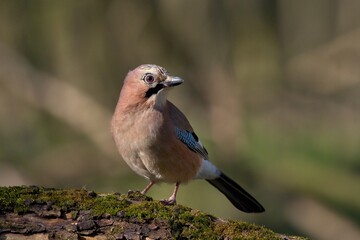 Eurasian jay ,,Garrulus glandarius,, in Danube wetland forest in spring sunny day, Slovakia, Europe