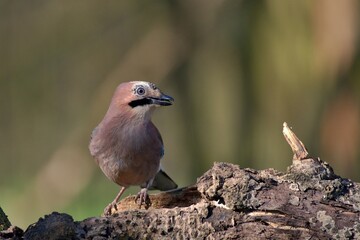 Eurasian jay ,,Garrulus glandarius,, in Danube wetland forest in spring sunny day, Slovakia, Europe
