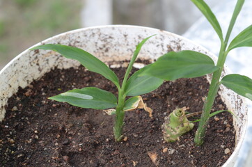 Ginger is a flowering plant whose rhizome, ginger root or ginger, is widely used as a spice and a folk medicine.