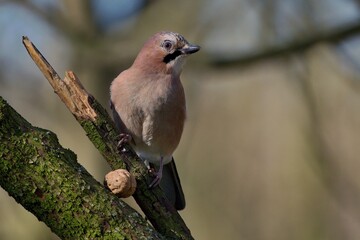 Eurasian jay ,,Garrulus glandarius,, in Danube wetland forest in spring sunny day, Slovakia, Europe