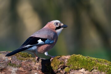 Eurasian jay ,,Garrulus glandarius,, in Danube wetland forest in spring sunny day, Slovakia, Europe