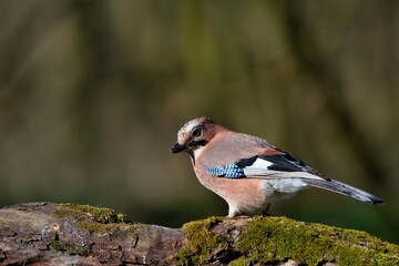 Eurasian jay ,,Garrulus glandarius,, in Danube wetland forest in spring sunny day, Slovakia, Europe