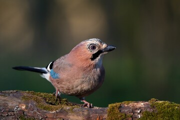 Eurasian jay ,,Garrulus glandarius,, in Danube wetland forest in spring sunny day, Slovakia, Europe