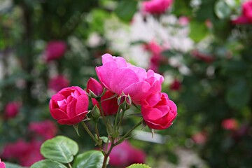 한국 경기도 시흥시 갯골생태공원 입니다