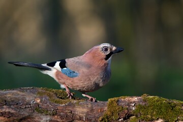 Eurasian jay ,,Garrulus glandarius,, in Danube wetland forest in spring sunny day, Slovakia, Europe