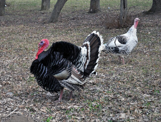 Home turkey in the country yard.