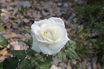 한국 경기도 시흥시 갯골생태공원 입니다