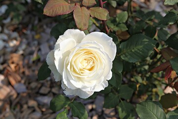 한국 경기도 시흥시 갯골생태공원 입니다