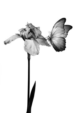 morpho butterfly on iris flower in water drops isolated on white.  black and white