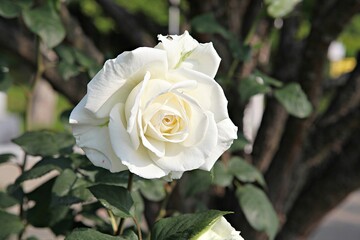 한국 경기도 시흥시 갯골생태공원 입니다