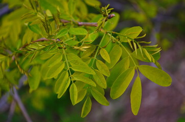 Black locust or false acacia green foliage