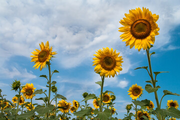 Sunflowers on the field against the sky