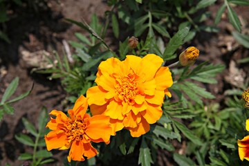 한국 경기도 시흥시 갯골생태공원 입니다