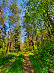 Fototapeta na wymiar Droga polna przez las. 