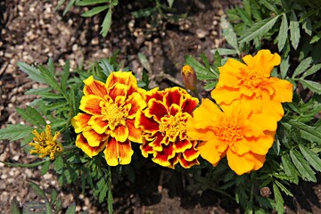 한국 경기도 시흥시 갯골생태공원 입니다