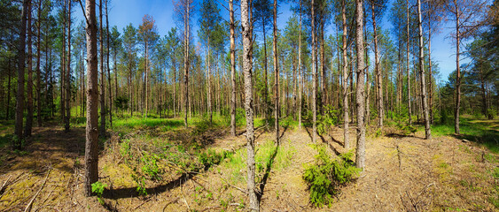 Brzozy. Las brzozowy wiosną  © michalsen