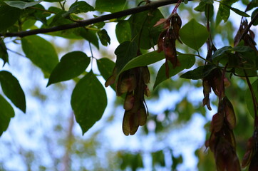Close up of seeds of the ash, or European ash or common ash (Fraxinus excelsior). The seeds are...