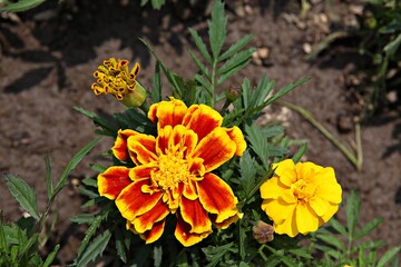 한국 경기도 시흥시 갯골생태공원 입니다