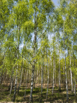 Brzozy. Las brzozowy wiosną 