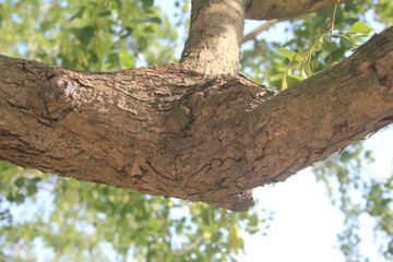 trunk of a tree
