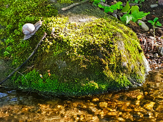 Strumyk w lesie ze ślimakiem na kamieniu © michalsen