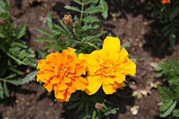 한국 경기도 시흥시 갯골생태공원 입니다