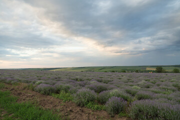 Fototapeta na wymiar Very nice view of the lavender fields.