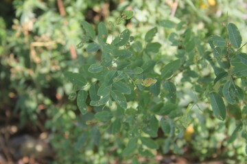 green leaves of a tree