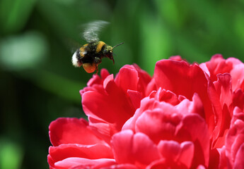 Flying bumble bee insect - Bombus hortorum, collecting pollen on a pink peony flower in the perennial garden