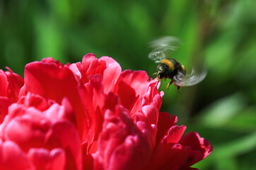 Flying bumble bee insect - Bombus hortorum, collecting pollen on a pink peony flower in the perennial garden