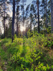 Naklejka premium Słoneczny, wiosenny dzień w lesie