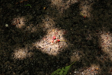 木漏れ日に照らされた地面に落ちている赤い小さな木の実
