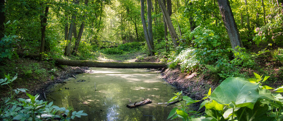 Fototapeta Rzeka w lesie obraz