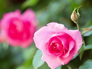 バラの花