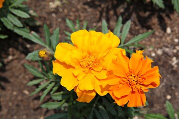 한국 경기도 시흥시 갯골생태공원 입니다