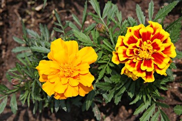 한국 경기도 시흥시 갯골생태공원 입니다