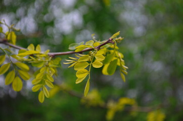 Black locust or false acacia green foliage