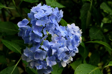 雨上がりの濡れた青いアジサイ
