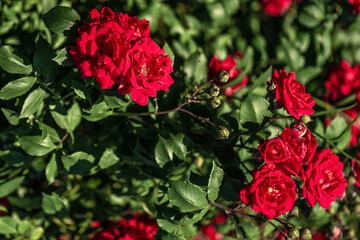 red rose bush in the garden