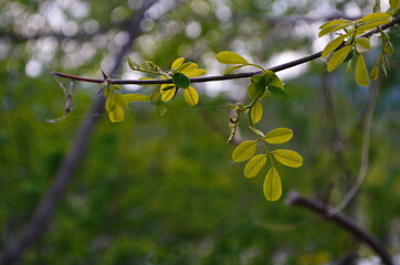 Black locust or false acacia green foliage