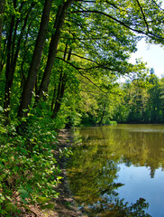Fototapeta premium Widok na jezioro w lesie. Wiosna